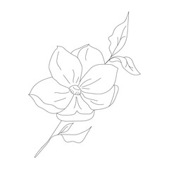 Minimalism line drawing. Flower vector one line art. Botanical Sketch Vector Illustration. Nature vector Line drawing.