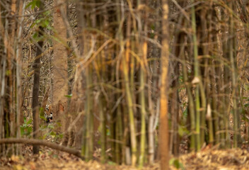 Tigress Lara cub inside the bamboo forest, Tadoba Andhari Tiger Reserve, India