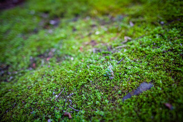 地面にある小さな緑