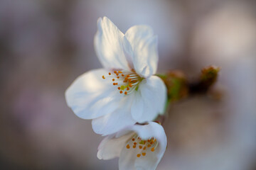 Fototapeta na wymiar 桜の近影