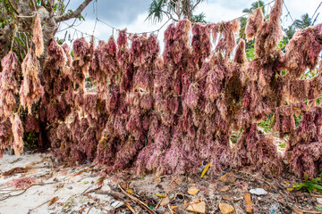Pink seaweed (algae), being dried hanging on a rope on the beach on Pemba Island, Tanzania.