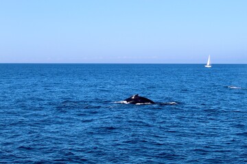 Naklejka premium Sayulita Whale Watching