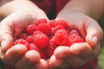 Red juicy raspberries in the hands of a woman. Gifts of the past summer. Juicy vitamin delicacy.