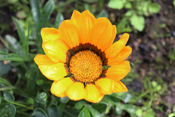 Gazania yellow flower in the garden