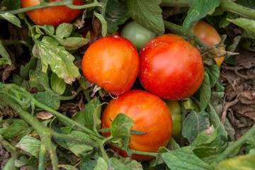 Tomates maduros en la huerta