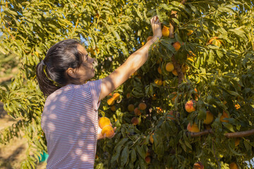 woman picking peaches in field