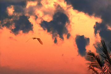 fire in the sky