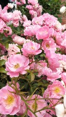 Shrublet rose Sommerwind. Abundant cascading clusters of rosette like double bright pink flowers with yellow pollen.