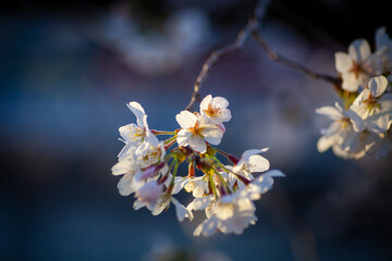夕日に照らされる桜の花