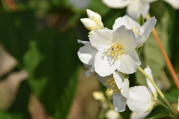 Fototapeta na wymiar flor blanca en el jardín