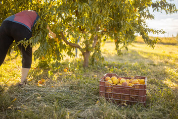 woman picking peaches in field