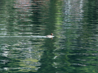
(Podiceps cristatus) Haubentaucher. Prächtiger Wasservogel auf dem ruhigen Wasser eines Sees schwimmen