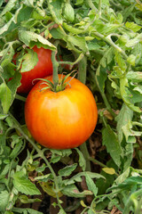 Tomates en la huerta