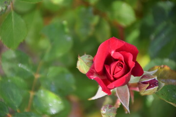 rosa roja en el jardín