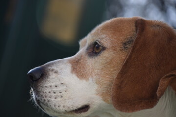 Perfil perro beagle mirando al infinito