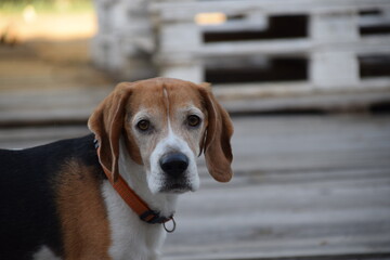 Mascota, perro, mirando a la cámara con fondo de palets de madera