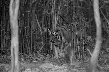 Tigress Lara in the bamboo forest, Tadoba Andhari Tiger Reserve, India