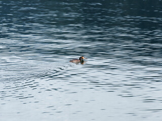 (Podiceps cristatus) Haubentaucher. Prächtiger Wasservogel auf dem ruhigen Wasser eines Sees schwimmen