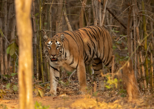 Tigress Lara coing out from the forest, Tadoba Andhari Tiger Reserve, India