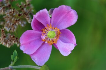 lila Herbstanemone in Nahaufnahme