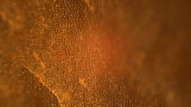 Tomato cells under microscope view