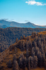 Fall on Caucasian mountainside with pine trees
