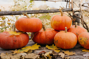 Happy Halloween, Thanksgiving. Pumpkin fruit with maple leaves on a wooden table, collecting the autumn harvest. Concept of tradition.