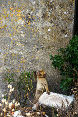 Photo of a wild macaque in Gibraltar sitting on top of a tree. Free monkey. 
