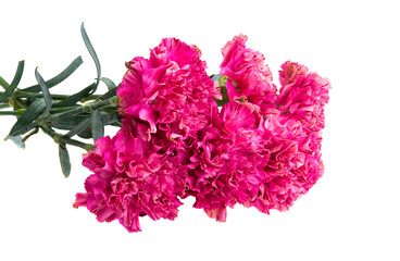 beautiful carnation flowers isolated on white background