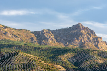 Fototapeta na wymiar Hills planted with olive trees at the foot of the mountains at sunrise in Andalucia