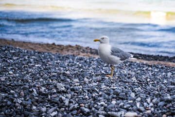 seagull on the rocky beach