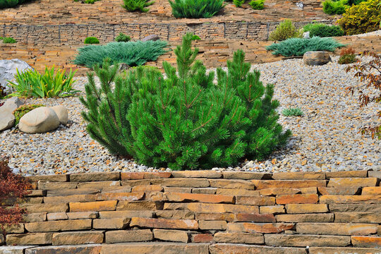 Dwarf bosnian pine tree Pinus leucodermis - decorative undersize evergreen coniferous plant