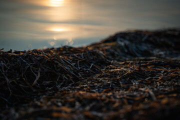 macro shot of grass close to water