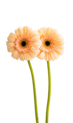 beautiful gerbera flowers isolated