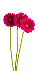 beautiful gerbera flowers isolated