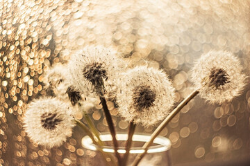 A bouquet of white fluffy dandelions in a glass on a blurred background with bokeh.