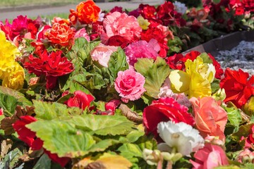 A beautiful combination of yellow, red and green flowers in a flower bed in a city garden.