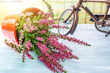 Close up of blooming beautiful pink and white flowers bells .  balcony decor - obrazy, fototapety, plakaty