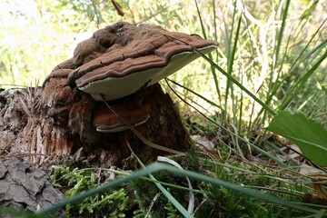 großer Baumpilz am Baumstumpf