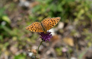 Kaisermantel, Argynnis paphia, Silberstrich mit orange gelben Fl&uuml;geln und schwarzen Punkten, Schmetterling auf Blume