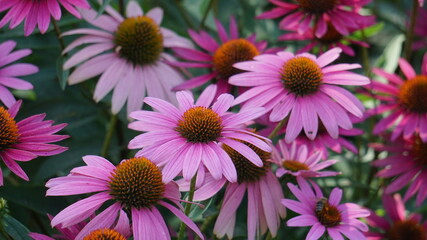 Purple Coneflower