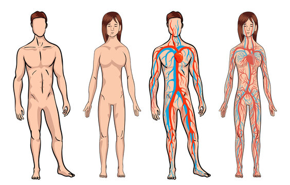 Circulatory system. Medical vector illustration anatomy of human body system. Male and woman circulatory system set on a white background. Body vitality. Vector illustration