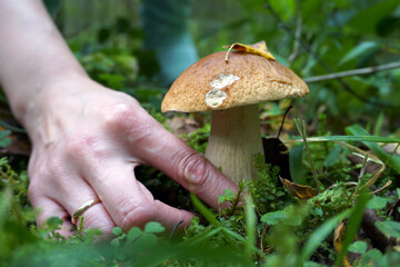 The girl's hand reaches for a fresh mushroom to pick it. 