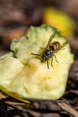 Yellow jacket wasp eating sweet apple that has fallen from the tree and is decaying