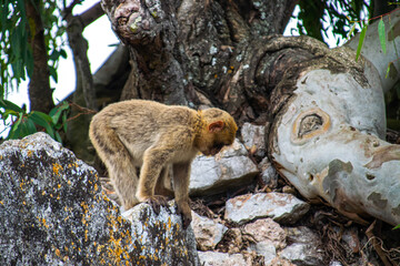 Photo of a wild macaque in Gibraltar sitting on top of a tree. Free monkey. 