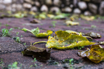 autumn leaves on the pavement 