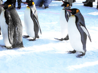 penguins walking on a snow 