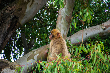 Obraz premium Photo of a wild macaque in Gibraltar sitting on top of a tree. Free monkey. 