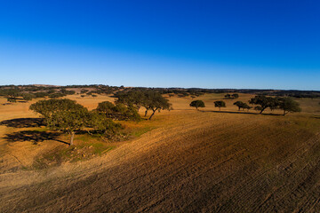 Fototapeta na wymiar Aerial view of a beautiful cork oak trees field at Alentejo, in Portugal.