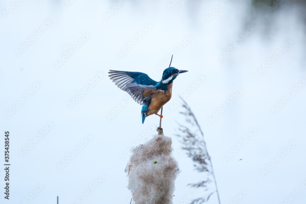 Poster Eisvogel